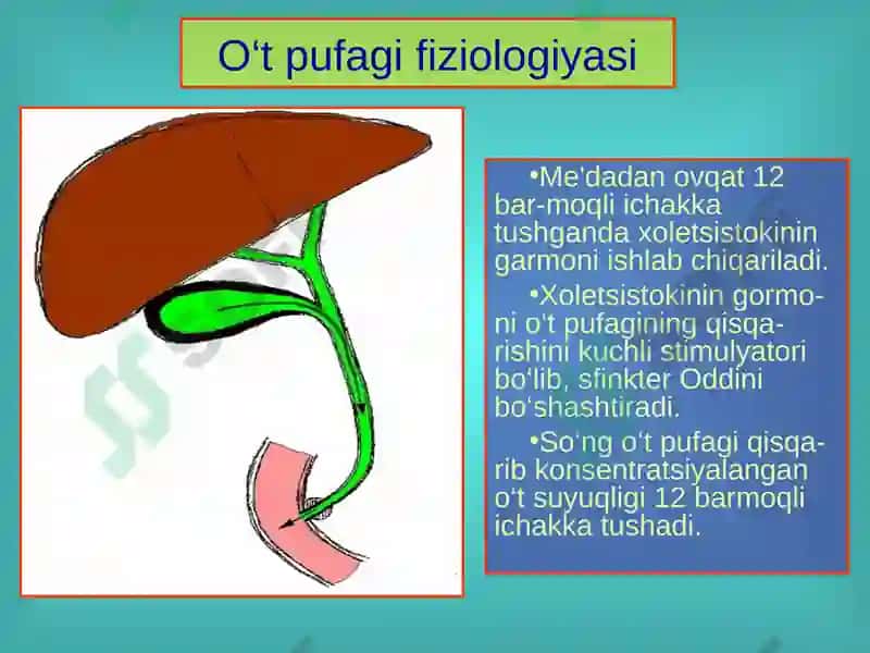 O‘t tosh kasalligi. Xoletsistitlar, diagnostikasi va davolash 7