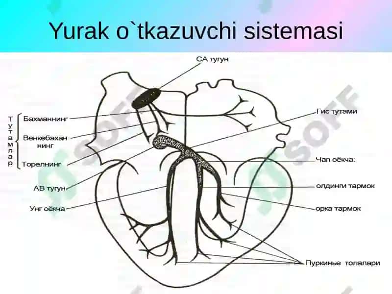 Yurak mushaklarining fiziologik vazifalari normal EKG 7