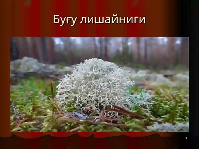 Евросиё материги тўғрисида слайдлари 7