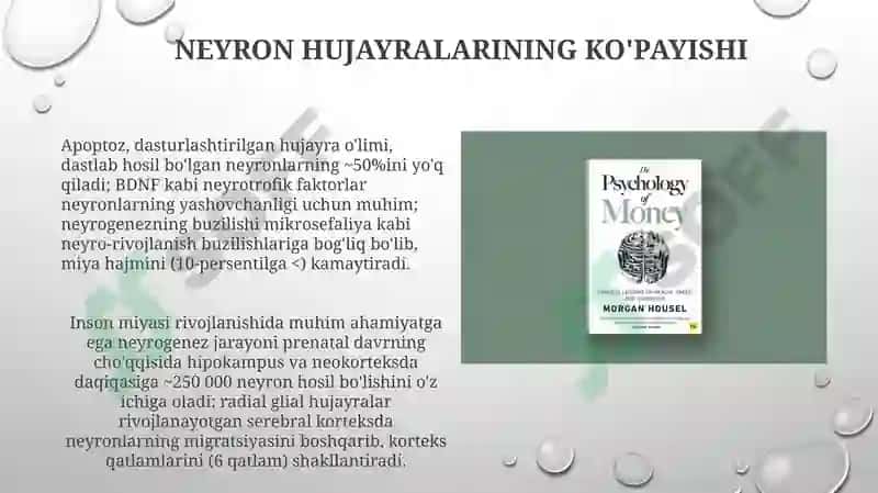 Miyacha rivojlanish anatomiyasi 7