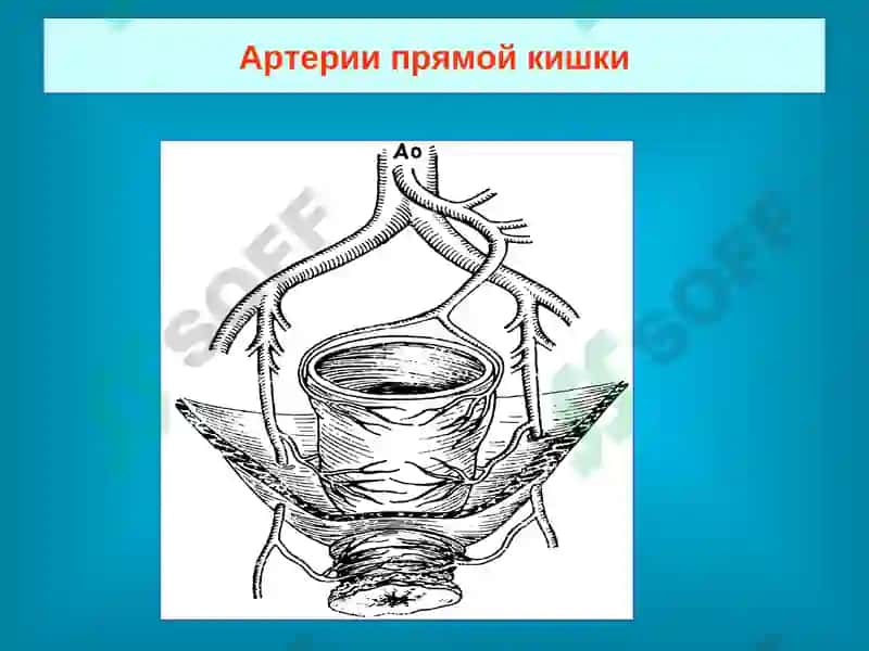 Анатомия прямой кишки 7
