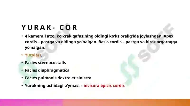 Yurak tuzilishi 7