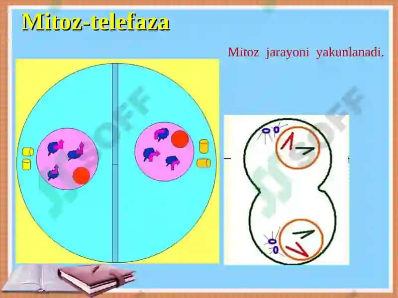 Ko’payish xillari 7
