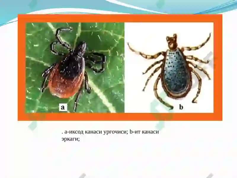Bo‘g‘imoyoqlilar (Arthropoda) 7