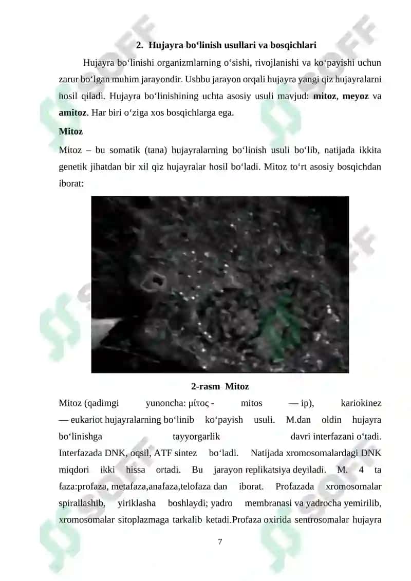 Hujayra sikli va uning davriyligi 7