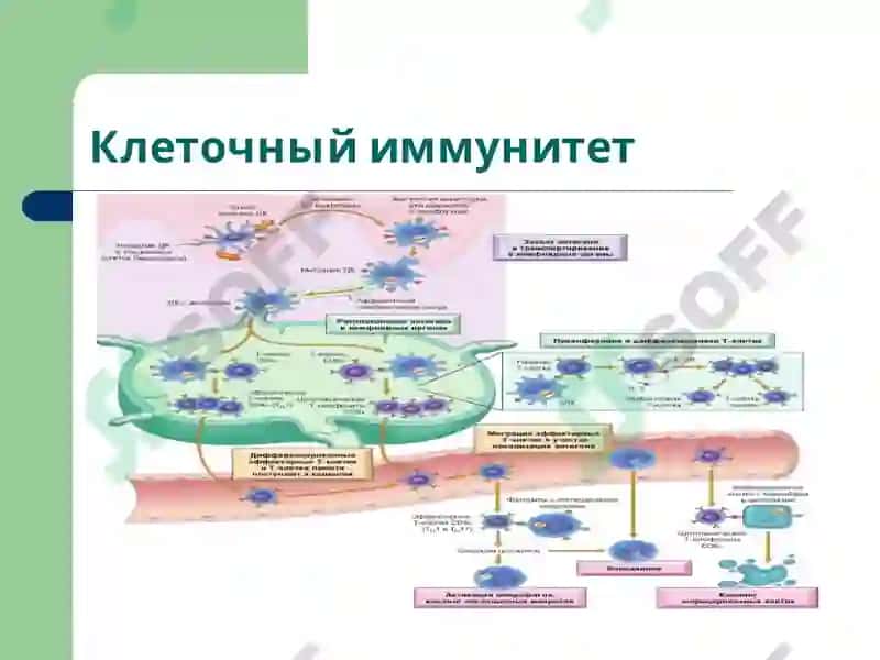 Лекция6 Патофизиология 7