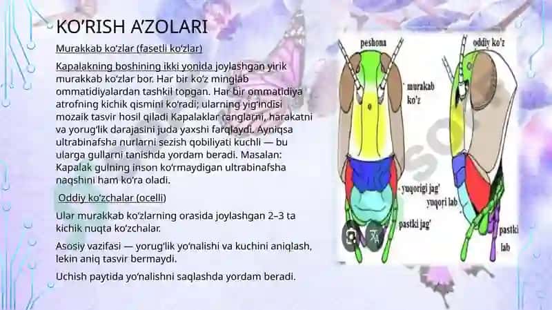 Kapalakning nerv va reproductive tizimi 7