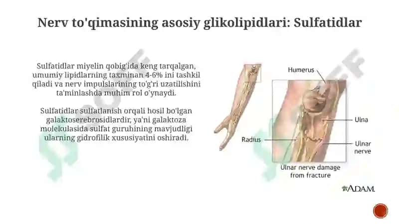 Nerv to'qimasining asosiy glikolipidlari 7