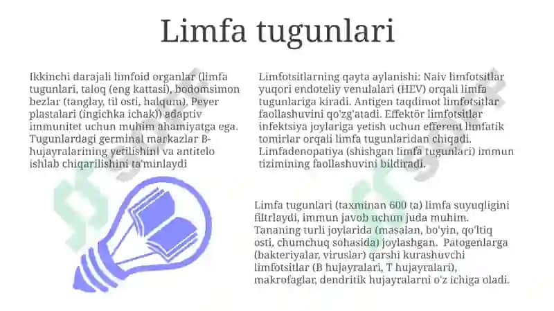 Timus 7