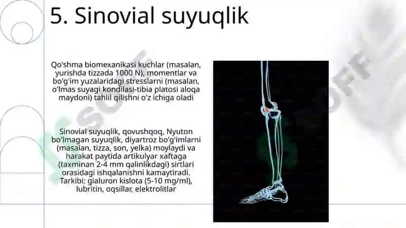 Bo'g'imlarning biomexanikasi. Anatomiya 7