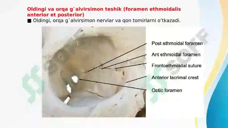 KO’Z KOSASI SUYAKLARI (OS ORBITALIS) VA NERV TAMINOTI 7