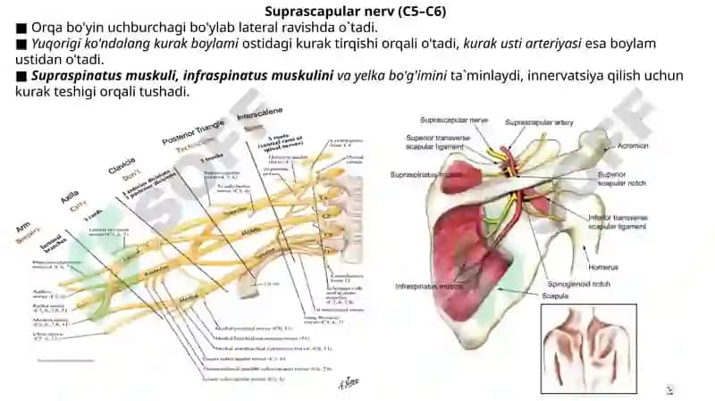 Yelka chigali. 7