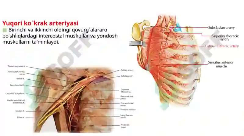 O’mrov osti arteriya tarmoqlari, Aksillar arteriya. 7