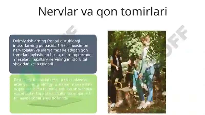 Doimiy tishlovdagi frantal guruh tishlarning tuzulishi 7