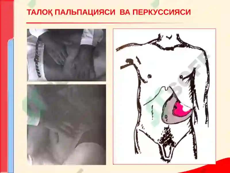 Перефферик кони таркиби 7