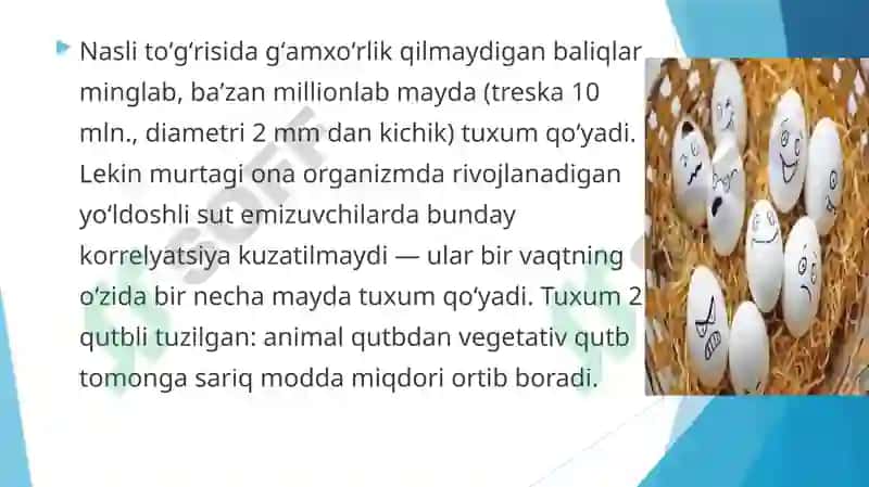 Tuxum hujayrasining qobiqlari, ularning shakllanishi 7