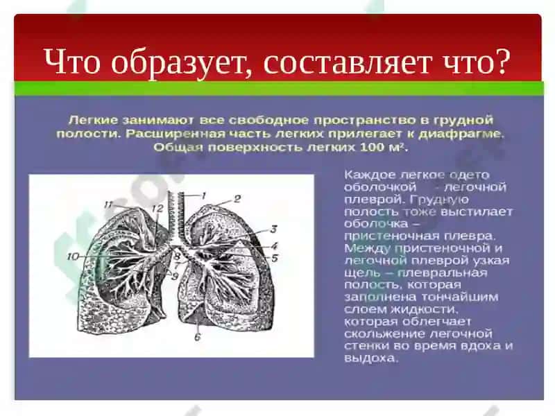 Органы дыхания 8