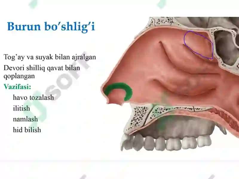 Nafas olish fiziologiyasi 8