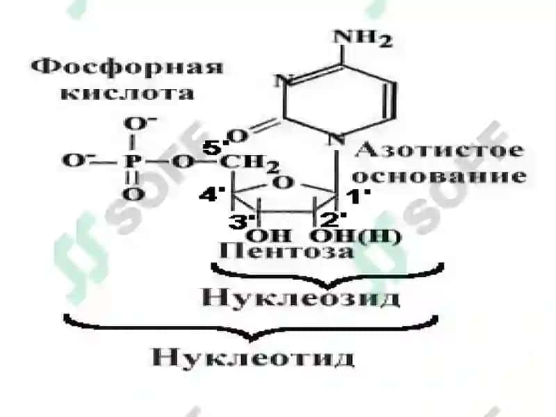 Нуклеотидлар алмашинуви 8