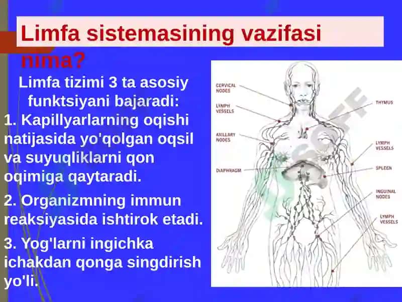 Limfa sistemasi 8