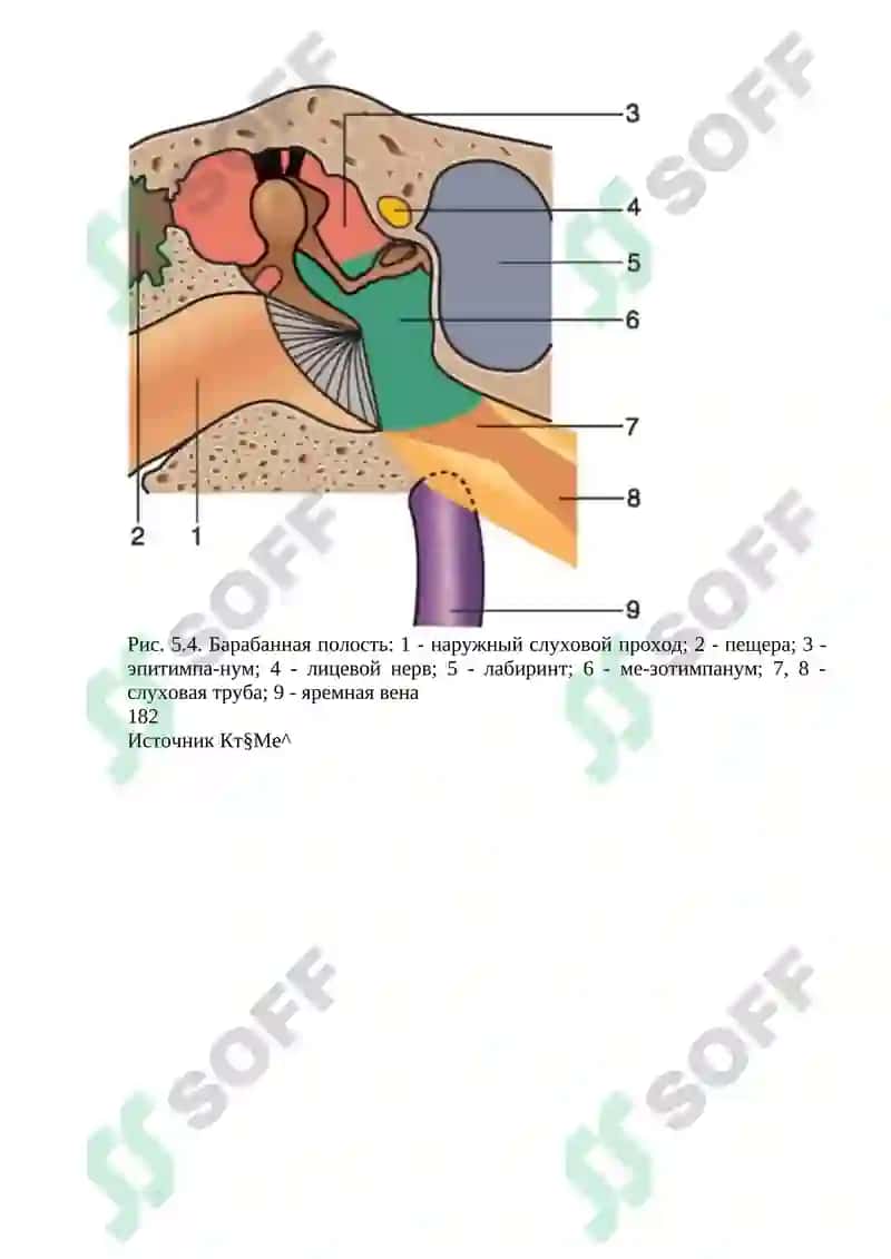 КЛИНИЧЕСКАЯ АНАТОМИЯ 8