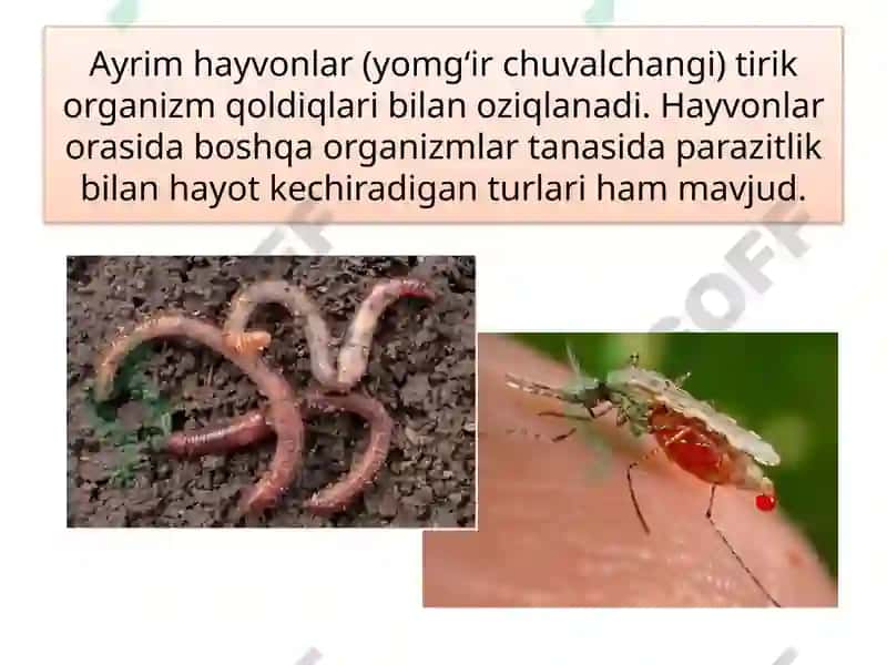 HAYVONOT DUNYOSI 8