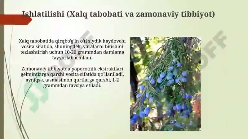 Sporali o'simliklar 8