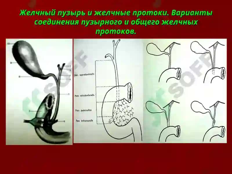 Хирургическая анатомия печени 8