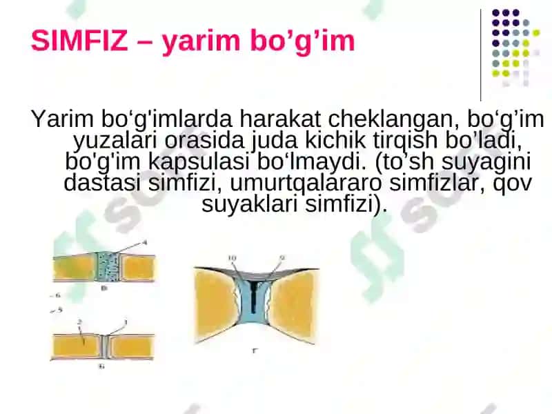 Anatomiya Haqida brikmalar 8
