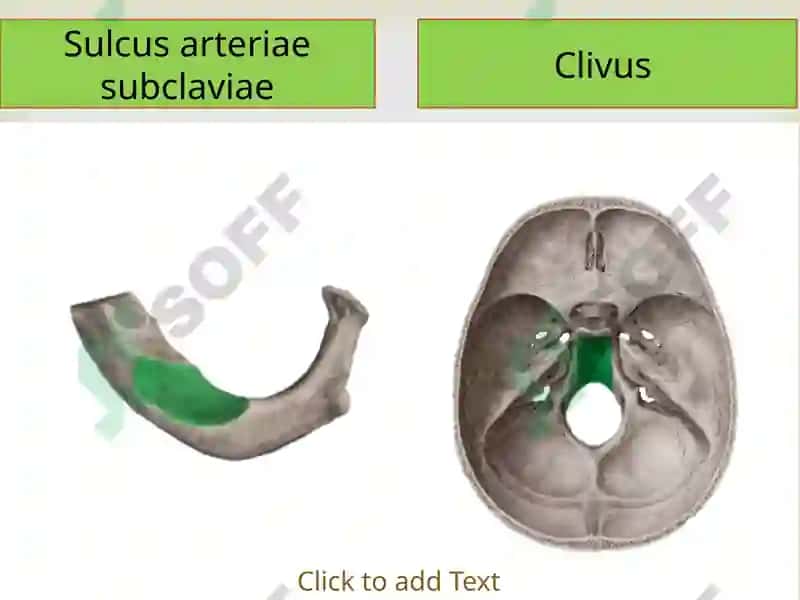 O`mrovosti arteriyasi, A.Axillaris 8