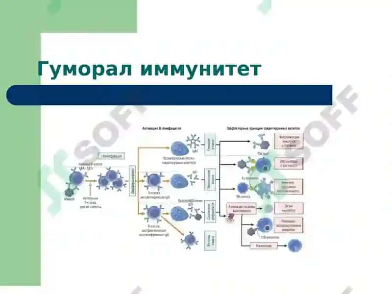 Иммун тизим патофизиологияси 8