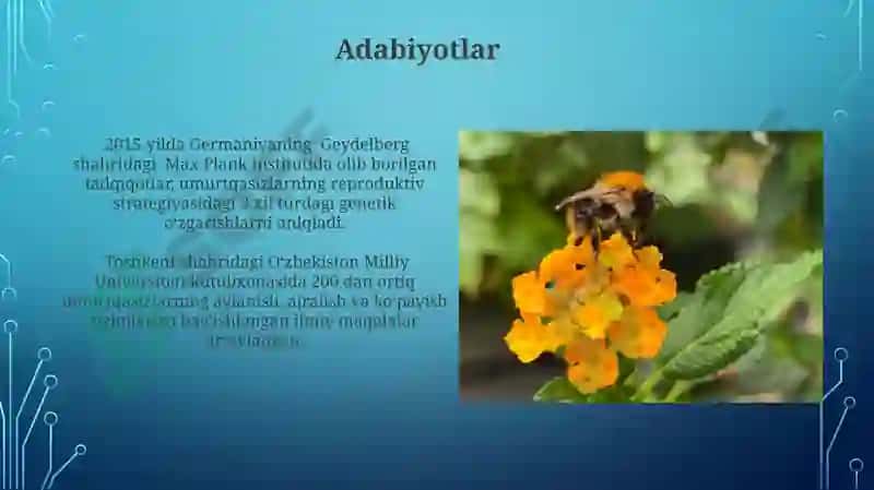 Umrutqalilar a'zolar tizimi filogenezi 8