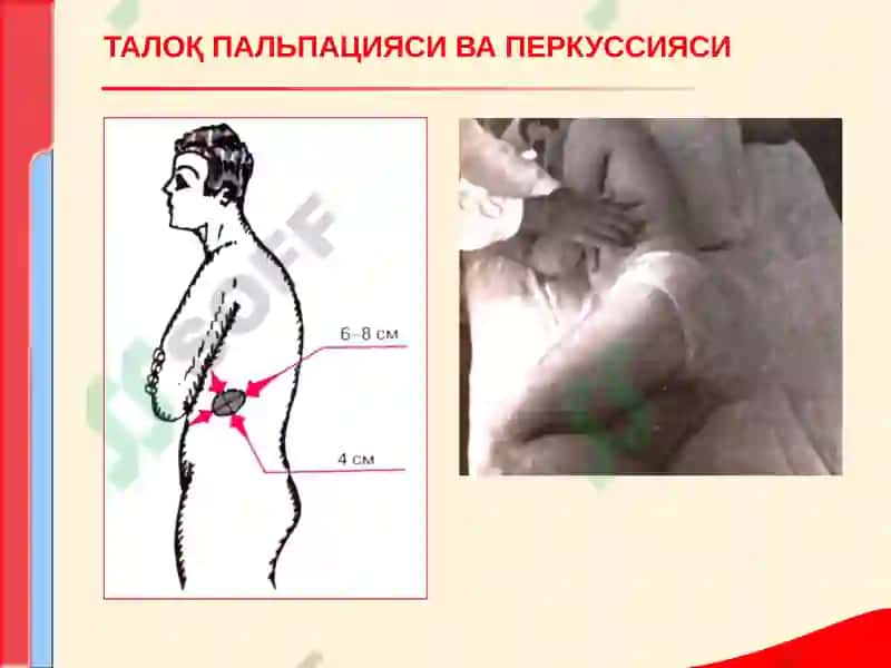Перефферик кони таркиби 8