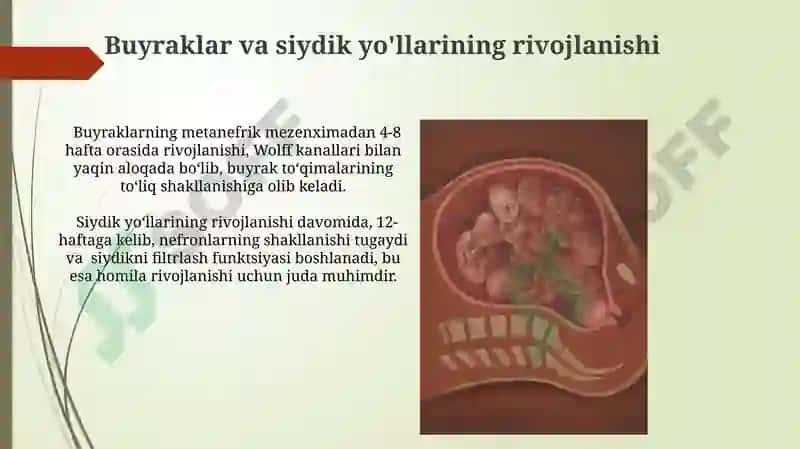 Inson embriogenezi tanqidiy davrlari 8