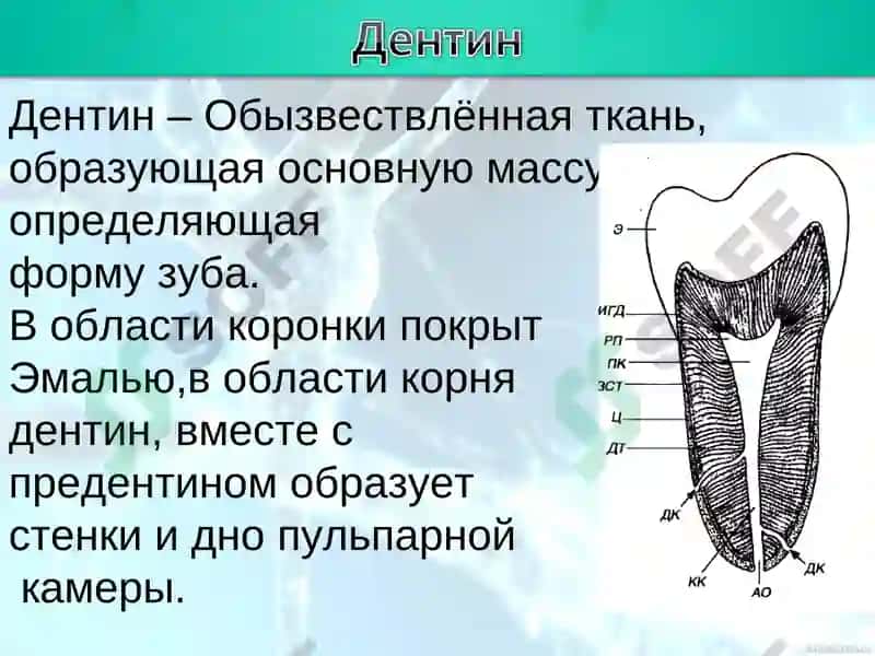 Структура тканей зуба 8