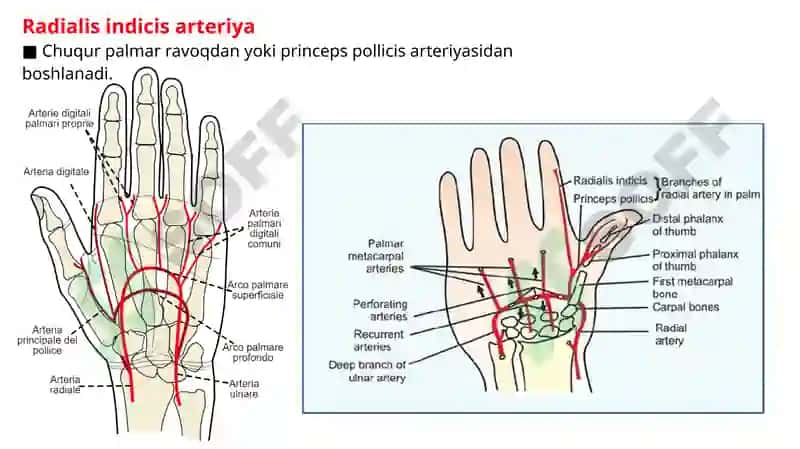 Radial arteriya, Ulnar arteriya, Qo’l venalari. 8
