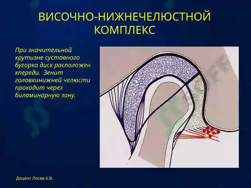 АНАТОМИЯ и биомеханика 8
