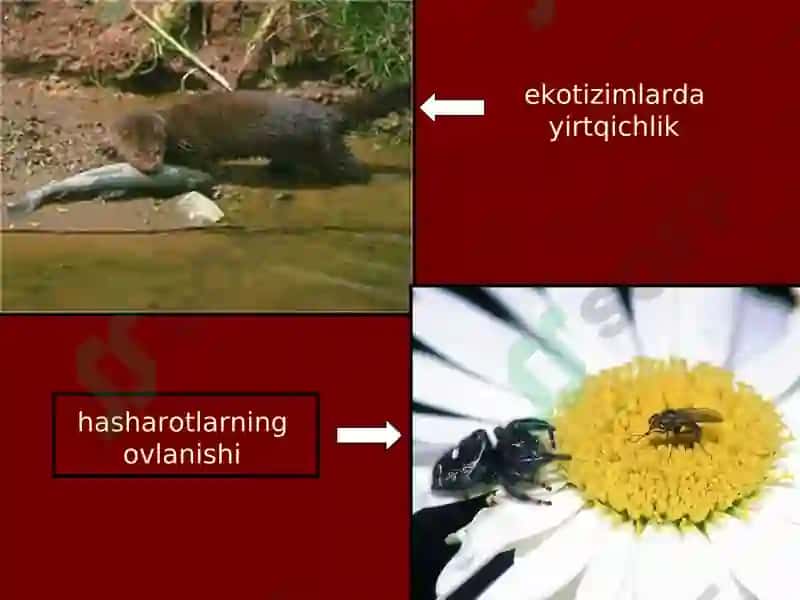 TIBBIY PARAZITOLOGIYA.PARAZITIZMNINGTIBBIYVA BIOLOGIK ASOSLARI.ODAMPARAZITLARI. 8