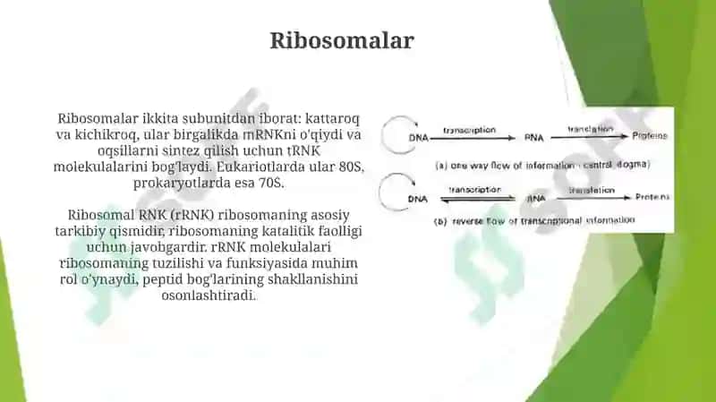 DNKstrukturasivareplikatsiyasi.Oqsilbiosintezi 8