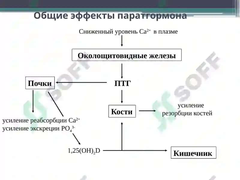 Заболевания паращитовидных желез. Гипер- и гипопаратиреоз. 8