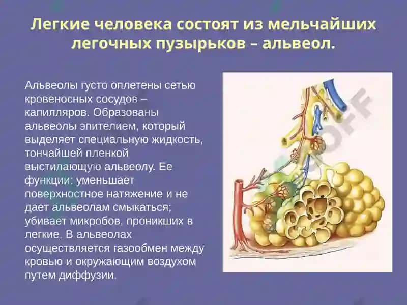 Rus tili fanidan mustaqil ish. nafas olish sistemasiga 8