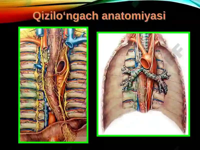 Qizilo’ngach kuyishi va yot jism 8
