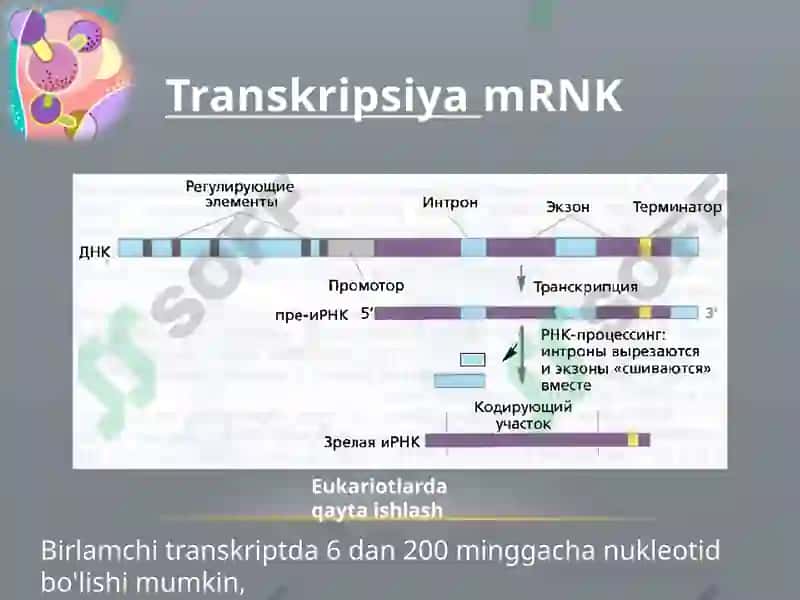 Oqsillar biosintezi 8