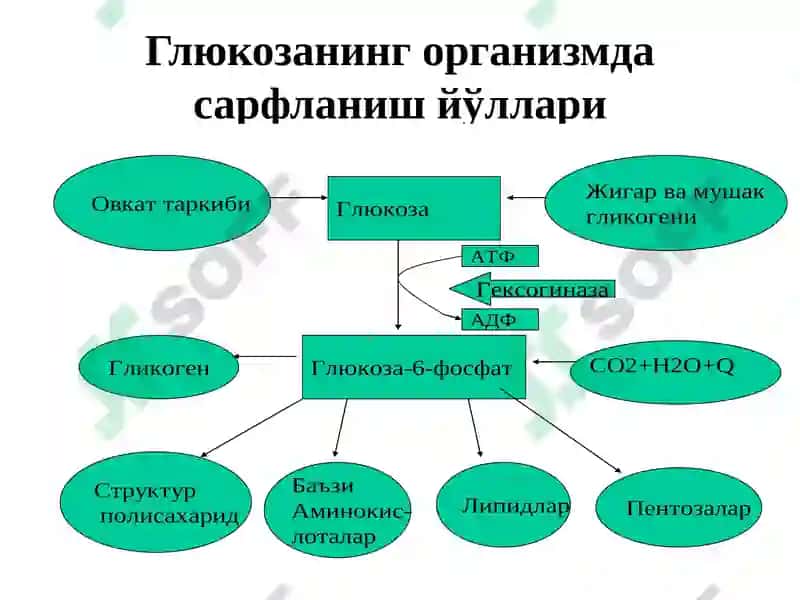 Углеводлар ҳазмланиши ва сўрилиши 8