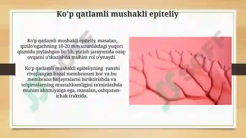 Bezli epiteliysining tuzilishi va vazifalari 8