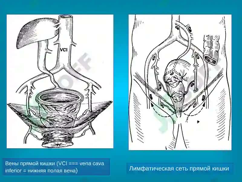 Анатомия прямой кишки 8