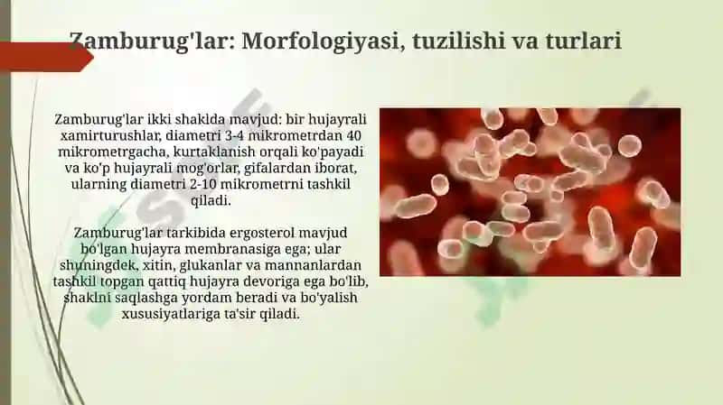 Bakteriyalarning morfologiyasi 8