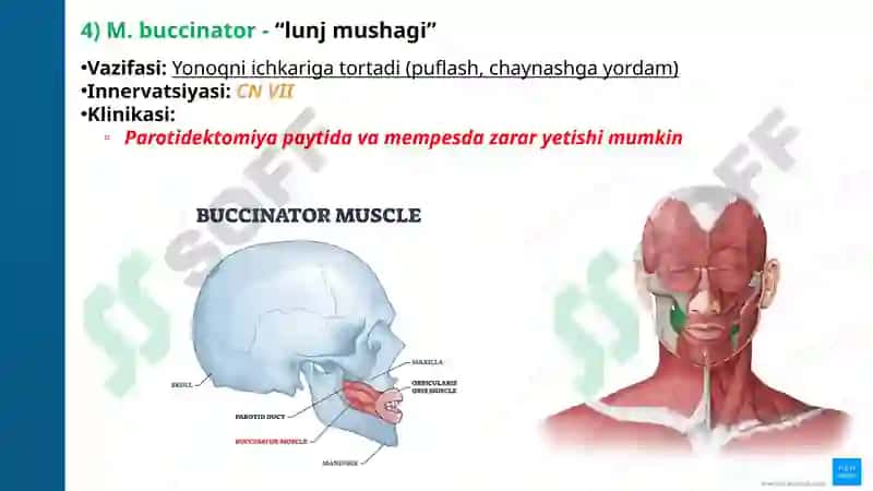 ANATOMIYAFIZIOLOGIYA PATOLOGIYA 8