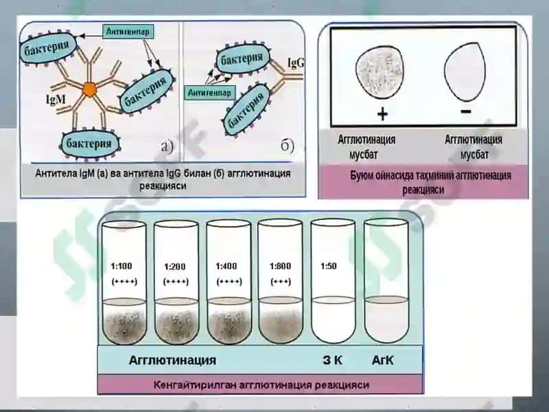 Serologik reaksiyalar. Vaktsina va immun zardoblar 8