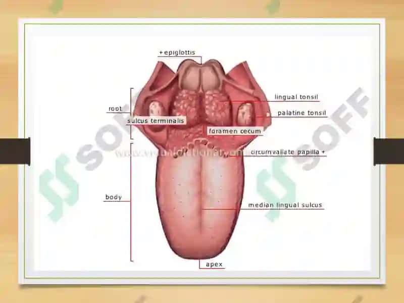 HAZM FIZIOLOGIYASI 8
